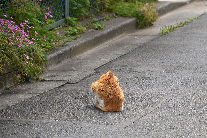 太田区のねこ