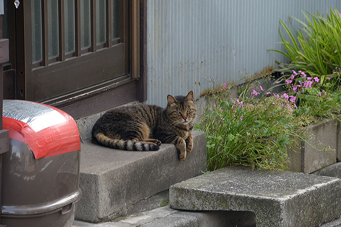 太田区のねこ