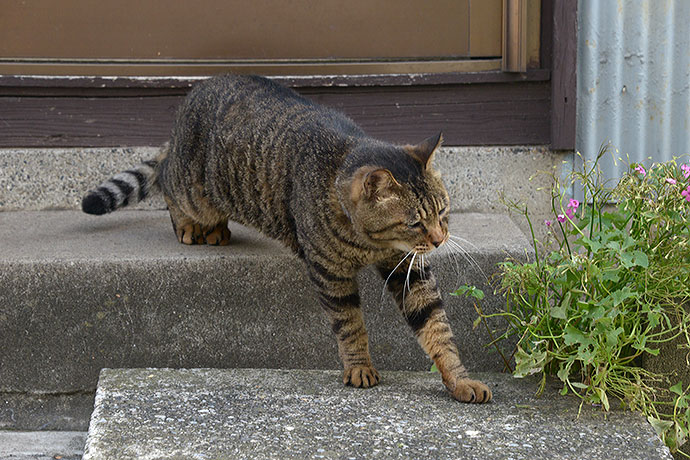 太田区のねこ