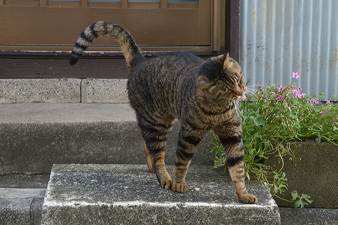 太田区のねこ