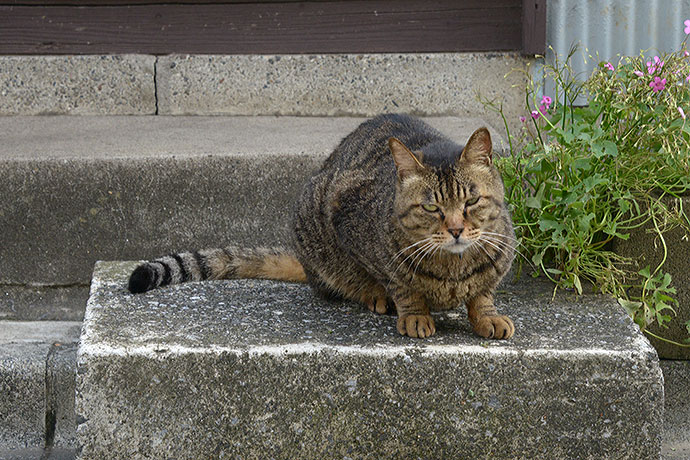 太田区のねこ