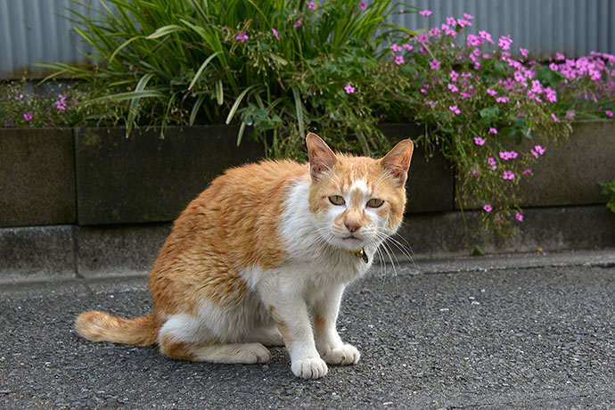 太田区のねこ