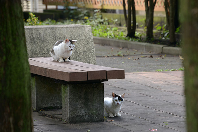 太田区のねこ