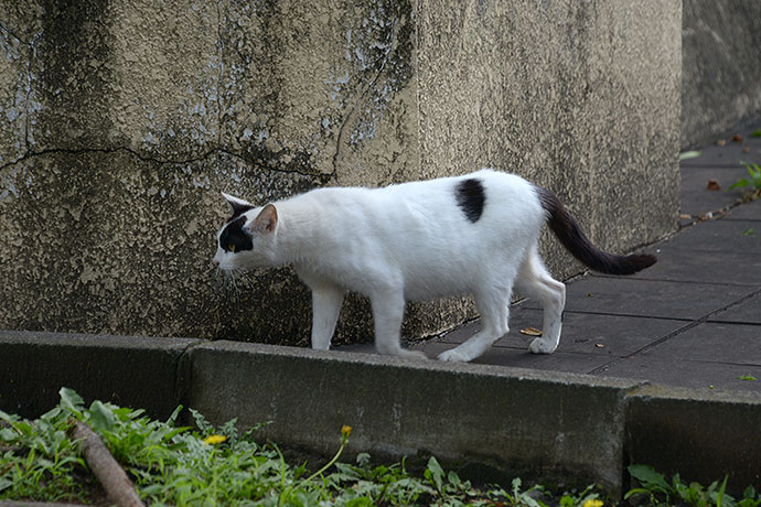 太田区のねこ