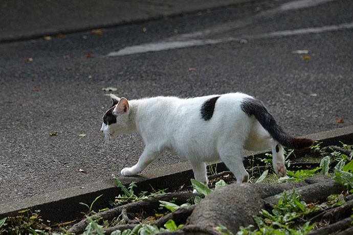 太田区のねこ