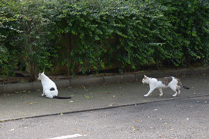 太田区のねこ