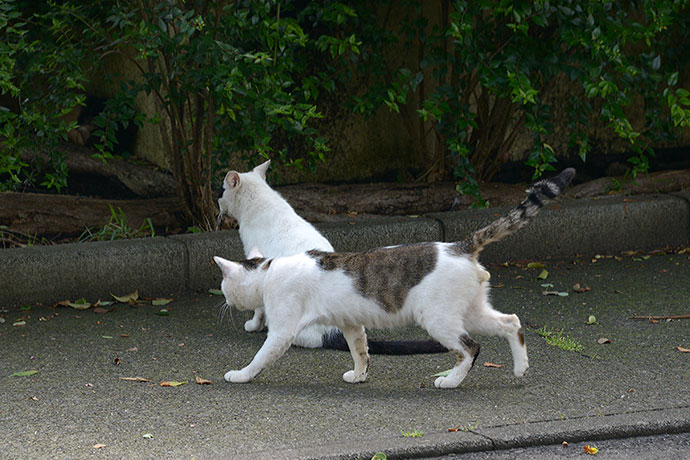 太田区のねこ