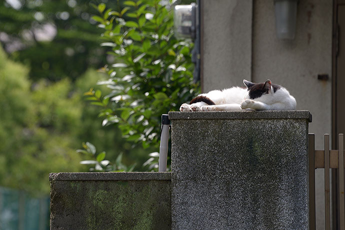 太田区のねこ