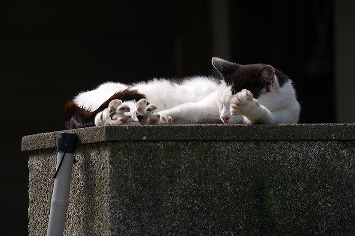 太田区のねこ