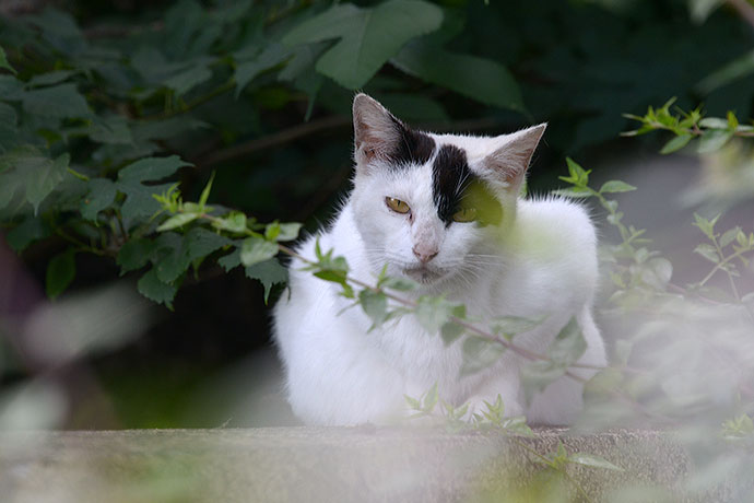 太田区のねこ