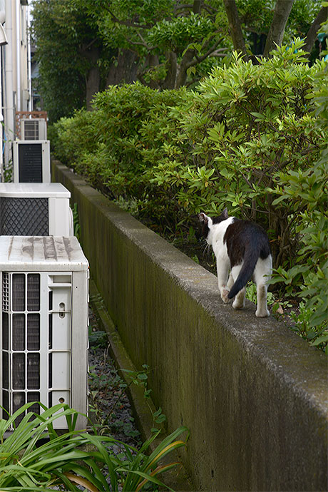 太田区のねこ