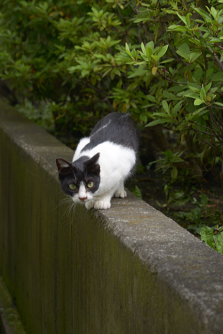 太田区のねこ