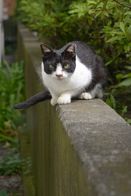 太田区のねこ