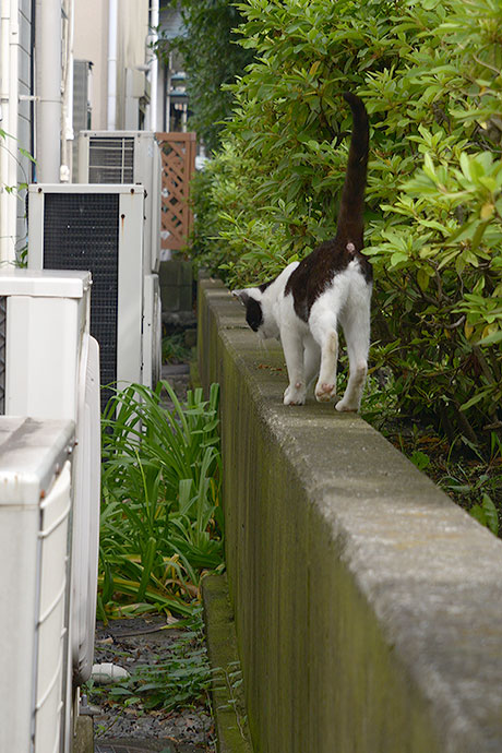 太田区のねこ