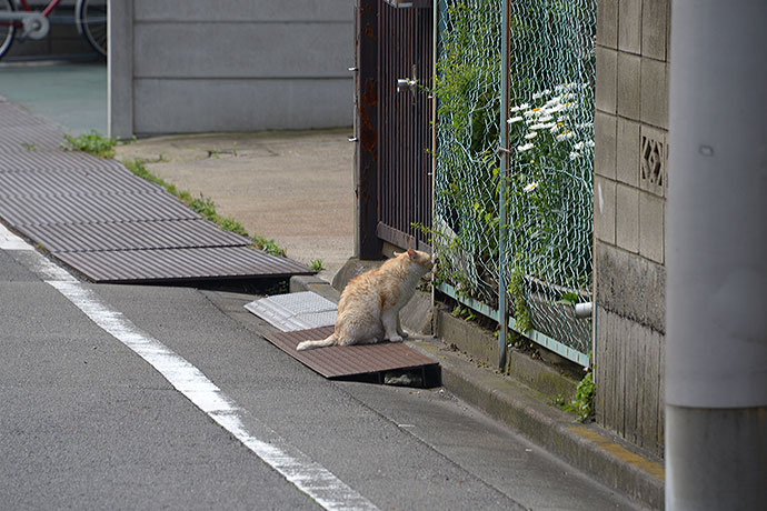 太田区のねこ