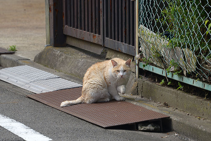 太田区のねこ