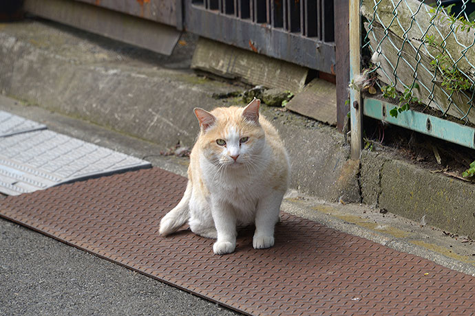 太田区のねこ