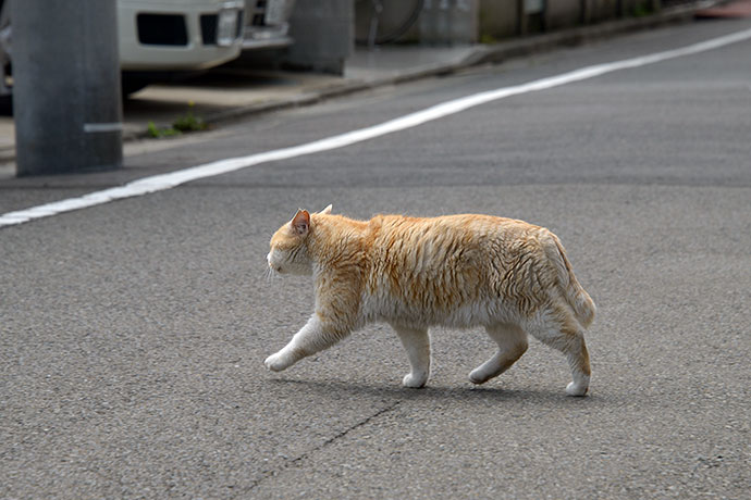 太田区のねこ