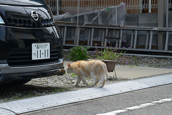 太田区のねこ