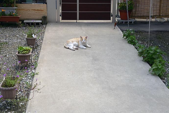 太田区のねこ