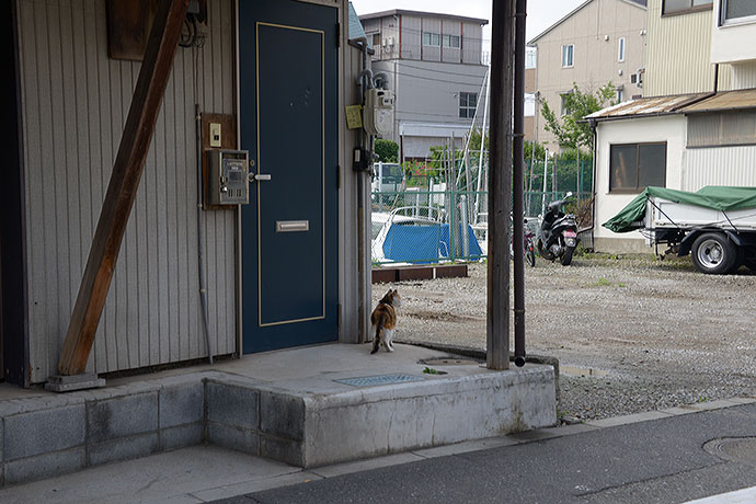 太田区のねこ