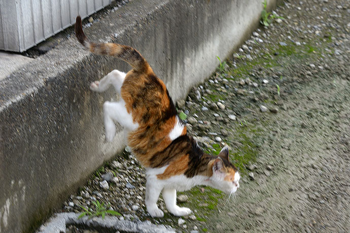 太田区のねこ