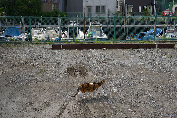 太田区のねこ