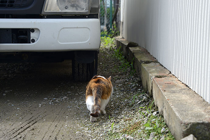 太田区のねこ