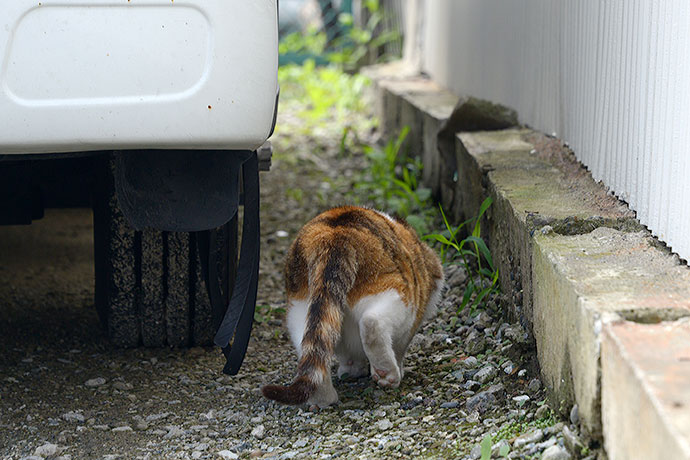 太田区のねこ