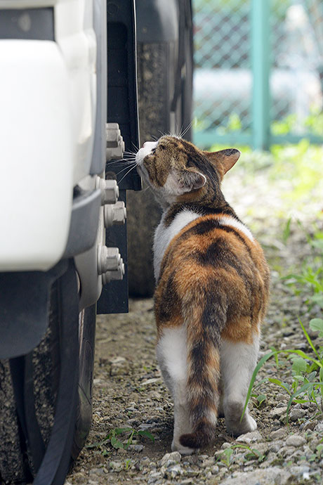 太田区のねこ