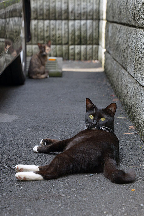 太田区のねこ