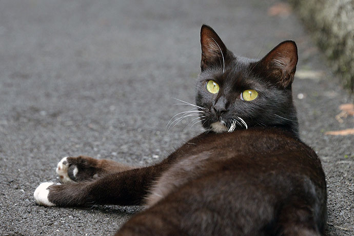 太田区のねこ