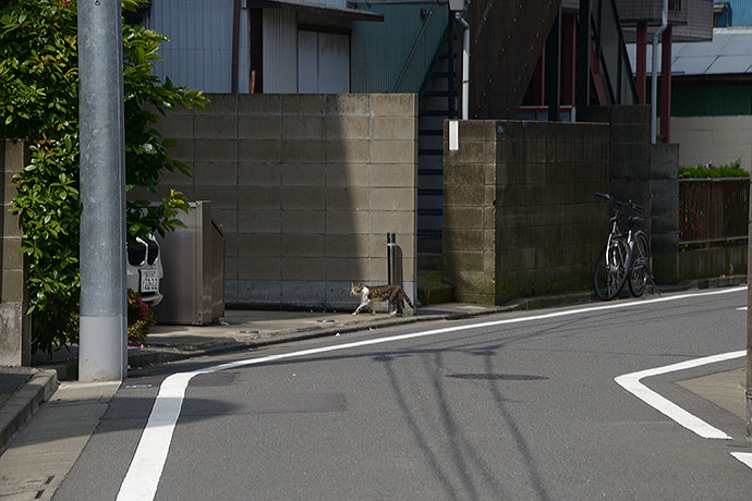 太田区のねこ