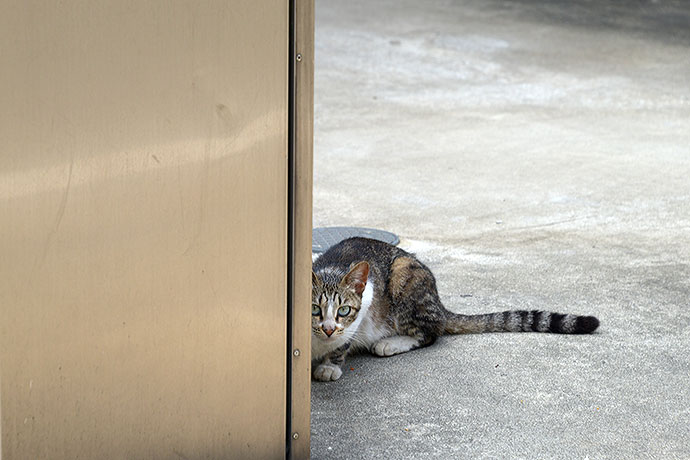 太田区のねこ