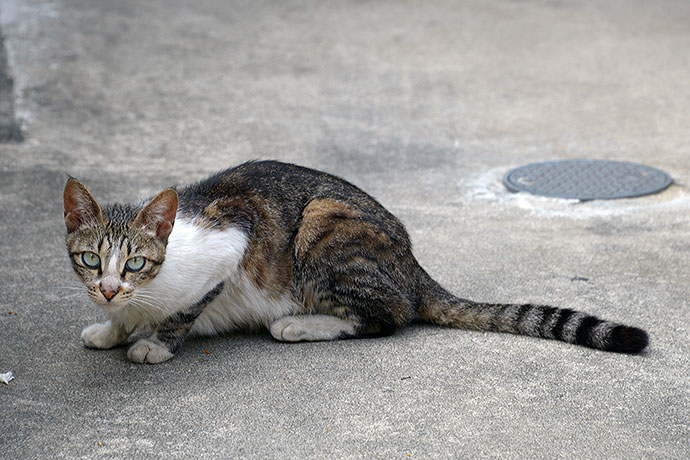 太田区のねこ