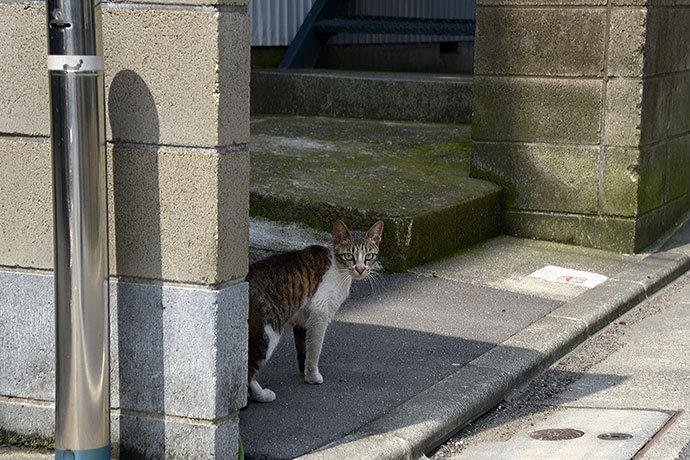 太田区のねこ