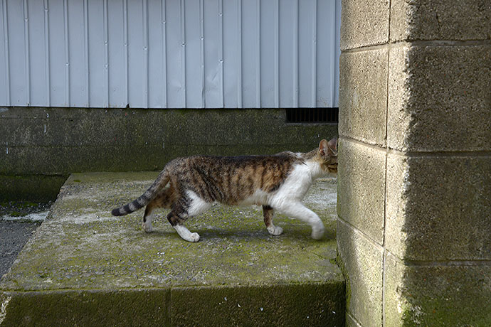 太田区のねこ