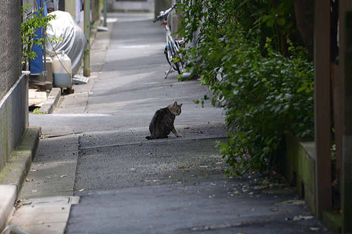 太田区のねこ