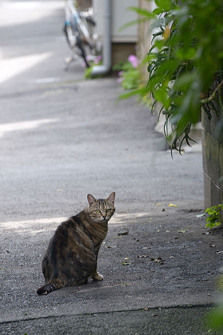 太田区のねこ