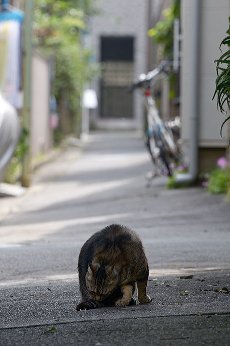 太田区のねこ