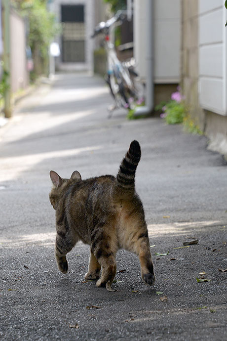 太田区のねこ