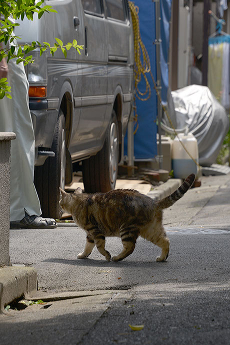 太田区のねこ