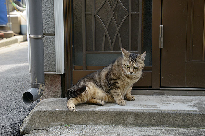 太田区のねこ