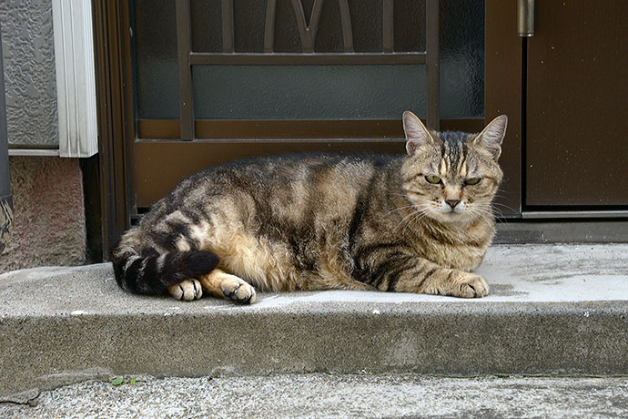 太田区のねこ