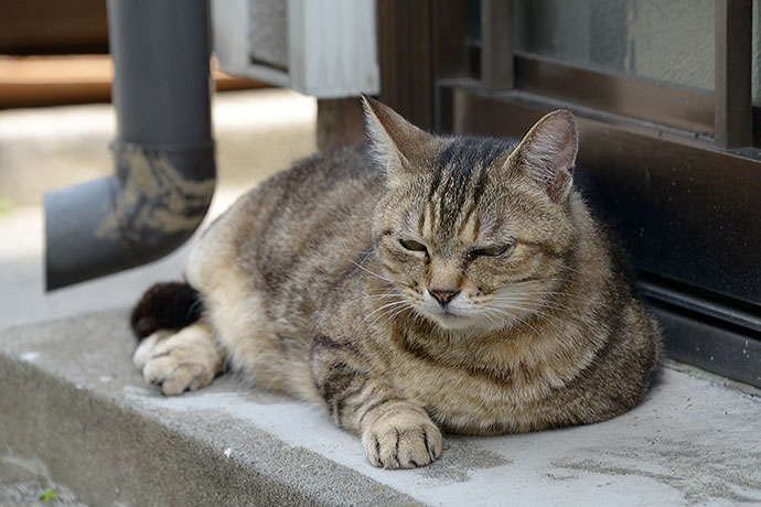 太田区のねこ