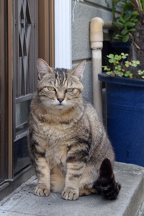 太田区のねこ