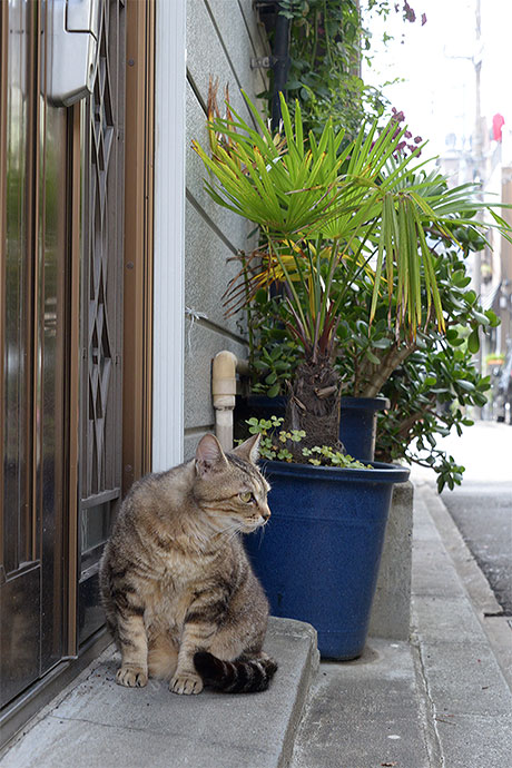 太田区のねこ