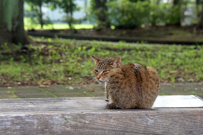 太田区のねこ