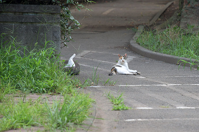 街のねこたち