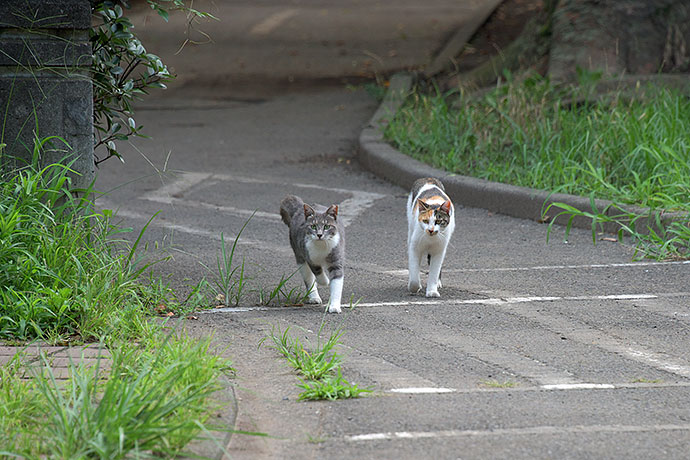 街のねこたち
